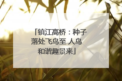 镇江高桥：种子落处飞鸟至 人鸟和谐趣景来